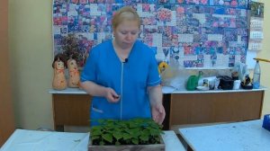 Прищипка Сальвии. Выращиваем цветы сальвия.