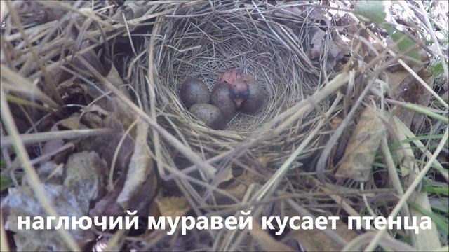 Птенцы и яйца в гнезде  Любители полакомиться птенцами