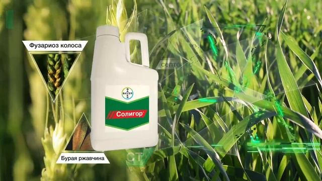 Солигор – трехкомпонентный системный фунгицид от Bayer. Выбор профессионалов!