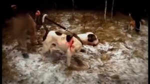 №2134: «Егерь приручил дикого кабана»