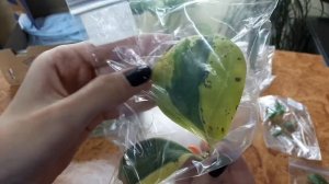 Посылочка с хойями