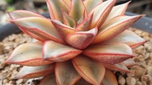 Echeverias Purpusorum & Hybrids with Names  | Leaf and Designs | Echeveria ID #succulentids