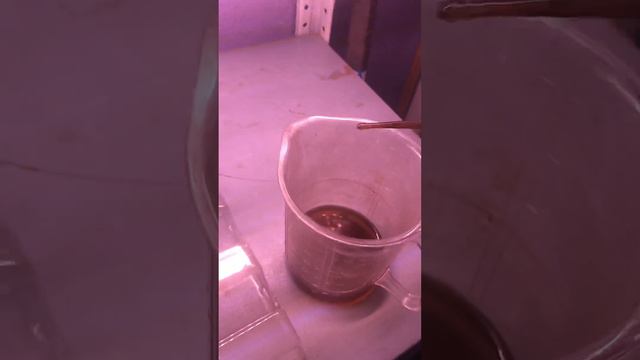Посадки эустома из семечек в ноябре для раннего пышного цветения #эустома#посадкаэустомы