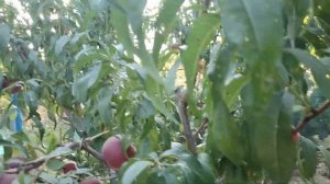 Пізні сорти персика Алібланка і Вулкан