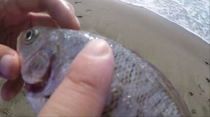 Stripers, Sharks, Catch and Cook Surf Perch, OH MY! - Beautiful day fishing in Daly City