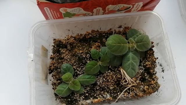 Глоксинии зимой смотреть онлайн