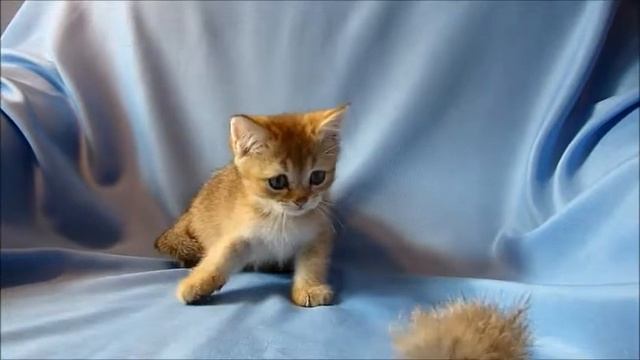 Британские котята золотого окраса.