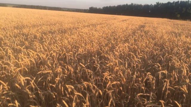 Озимая пшеница сорт Скипетр