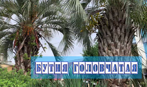 Пальма Бутия Головчатая. Лечебные свойства.