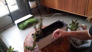 Creating Cacti & Succulent Garden (And Repotting My Old One)!