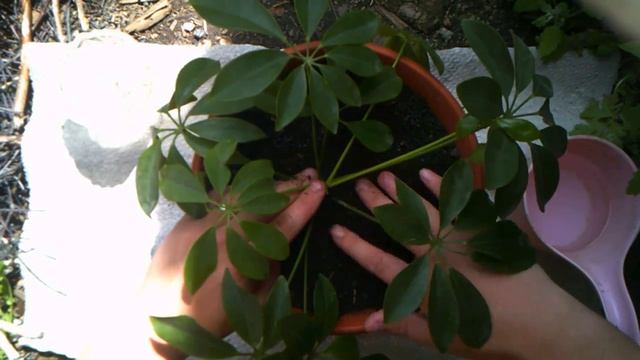 Шефлера (Schefflera) домашняя, выращиваем шефлеру, пересаживаем в горшок.
