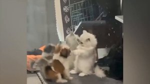 Самые смешные животные _ Приколы с котами и собаками 2023 _ LA #18