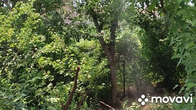 ЕЖЕВИЧНОЕ НАСТРОЕНИЕ. ЛИКЁР ИЗ ЕЖЕВИКИ И ЕЩЁ ....ВЛОГ #влог #ежевика #семья смотреть онлайн