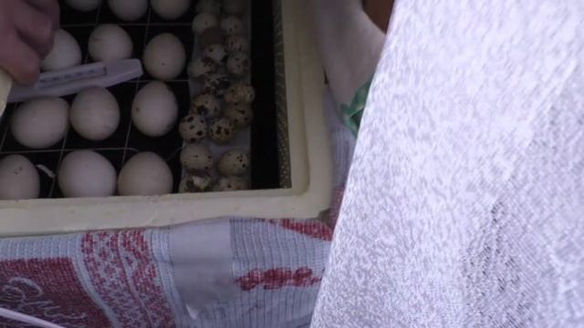 ?НЕ ПОВТОРЯЙТЕ НАШИХ ОШИБОК!/ ПЕРВАЯ ИНКУБАЦИЯ ИНДЮШАТ/ + И - инкубатора ЗОЛУШКА 2020/ НАШ ОПЫТ. смотреть онлайн