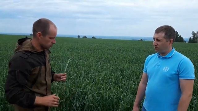 Меры борьбы с хлебным пилильщиком на яровой пшенице смотреть онлайн