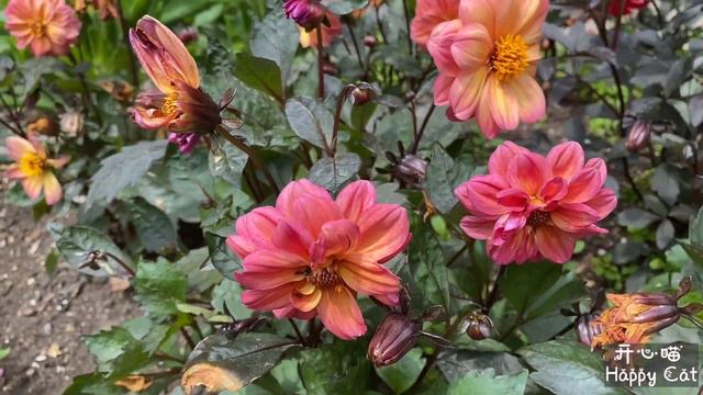 Lavenders  Geranium  Daisy  Echinacea  Onion flowers  Summer flowers are blooming in the garde