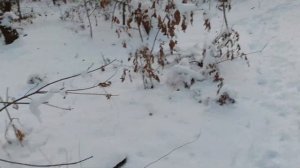 Кормим диких фазанов