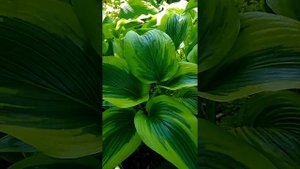 Хоста Монтана Ауремаргината