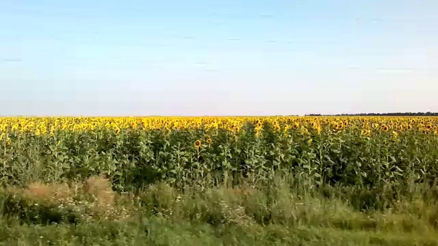 подсолнухи