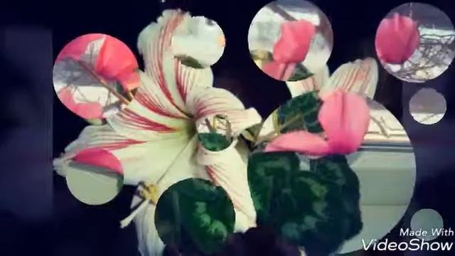 Мои фиалки смотреть онлайн