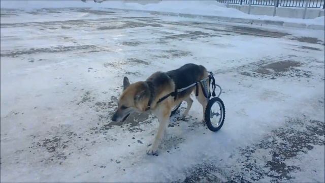 Инвалидные коляски для пожилых собак Animal Mobile смотреть онлайн