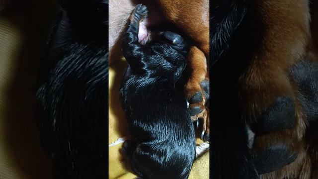 Рождение щенка таксы смотреть онлайн