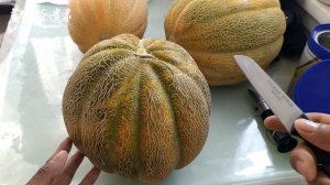 Дыня эфиопка,melon ethiopia。中国新疆瓜果 老汉瓜