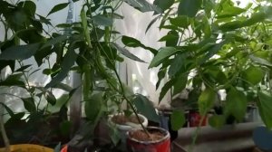 Выращивание перца в горшках// подкормки, обработки
