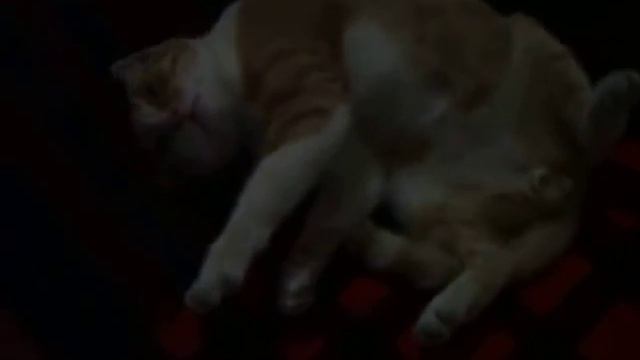 кот спит смотреть онлайн