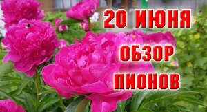 20 июня. Мои пионы цветут