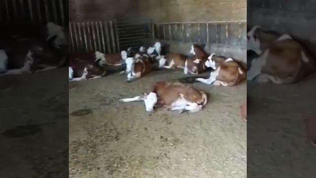 Бычки Симменталы, на экспорт. Продажа телят Симментал оптом.