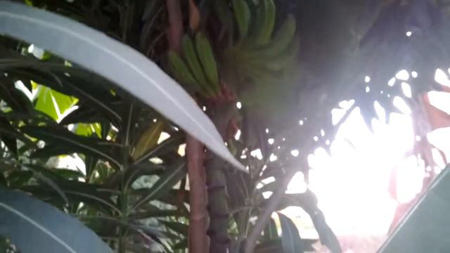 2012_10_21_Как растут бананы в Махмутларе