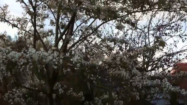 Amelanchier canadensis смотреть онлайн