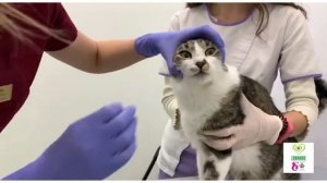 Как дать таблетку коту?