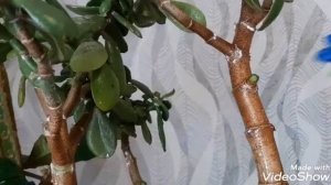 Мучнистый червец  на толстянке. Как  избавиться от  мучнистого червеца.