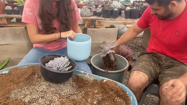 Trasplante de SUCULENTAS GIGANTES fácil y rápido video 17/30 смотреть онлайн