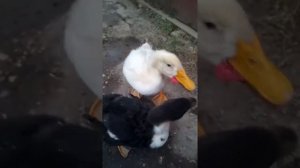 Утки в квартире Дрессировка утки