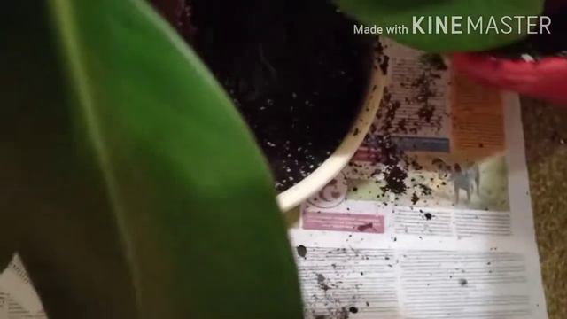 пересадка фикуса💐 смотреть онлайн