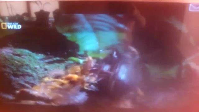 Поединок жук геркулес против своего сородича смотреть онлайн