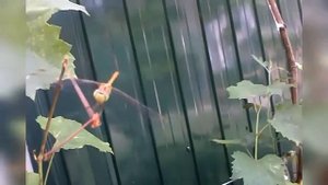 Жизнь стрекозы!