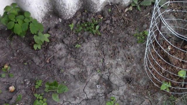 Киви хейворд 9.07.17г смотреть онлайн