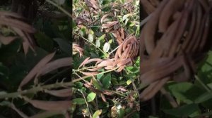 Астрагал сладколистный в почти полной фазе созревания семян  стручков  и скарификация семян растени