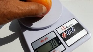 Слива Пинк Сатурн