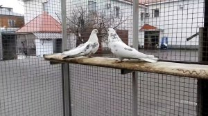 Племенные мурые, мраморные голуби и сказка.