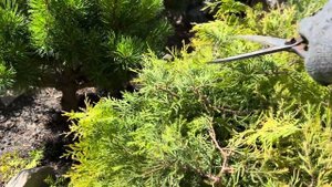 ВСЯ ПРАВДА О НАШЕМ ЗАБОРЕ )) СТРИЖКА ТУИ “RHEINGOLD”, СПИРЕИ “CRISPA”! МОЛОДИЛО ОТЦВЕЛИ! ЧТО ДАЛЬШЕ