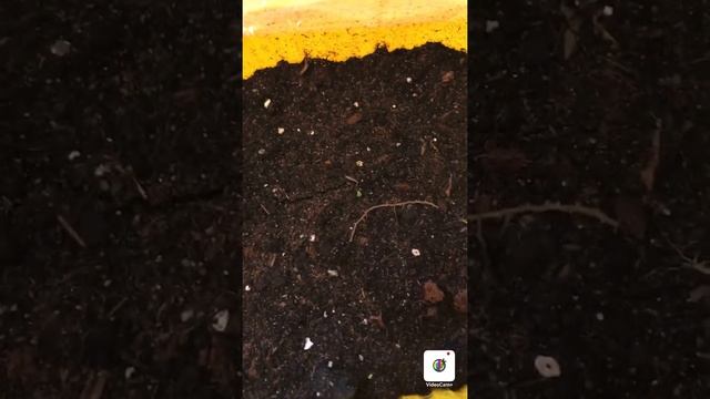 Зелень на окне . Шпинат , руккола , свёкла . смотреть онлайн