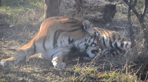 Амурской тигрице Скарлет родить малышей помог тигр Хасан. Тайган