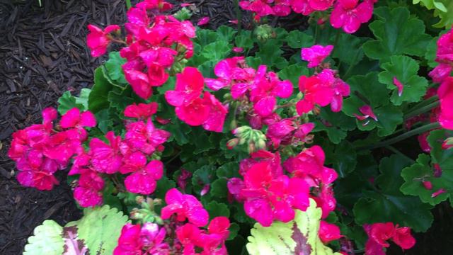 Pink flowers with Green Leaves planted by Natalee Young Terkel смотреть онлайн