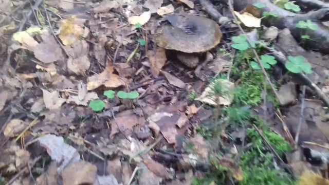 ЗА ГРИБАМИ В ЛЕС В СЕНТЯБРЕ/Ленинградская область/Лесная прогулка смотреть онлайн