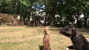 Тренировка собаки. Амстаф Ада проходит полосу препятствий.